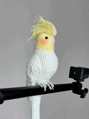 Cockatiel Parrot — view 6