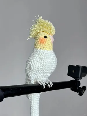 Cockatiel Parrot — view 6
